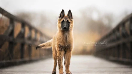 HD PC desktop wallpaper/background of a young German Shepherd dog standing centered on a misty wooden bridge, warm backlight and shallow depth of field.