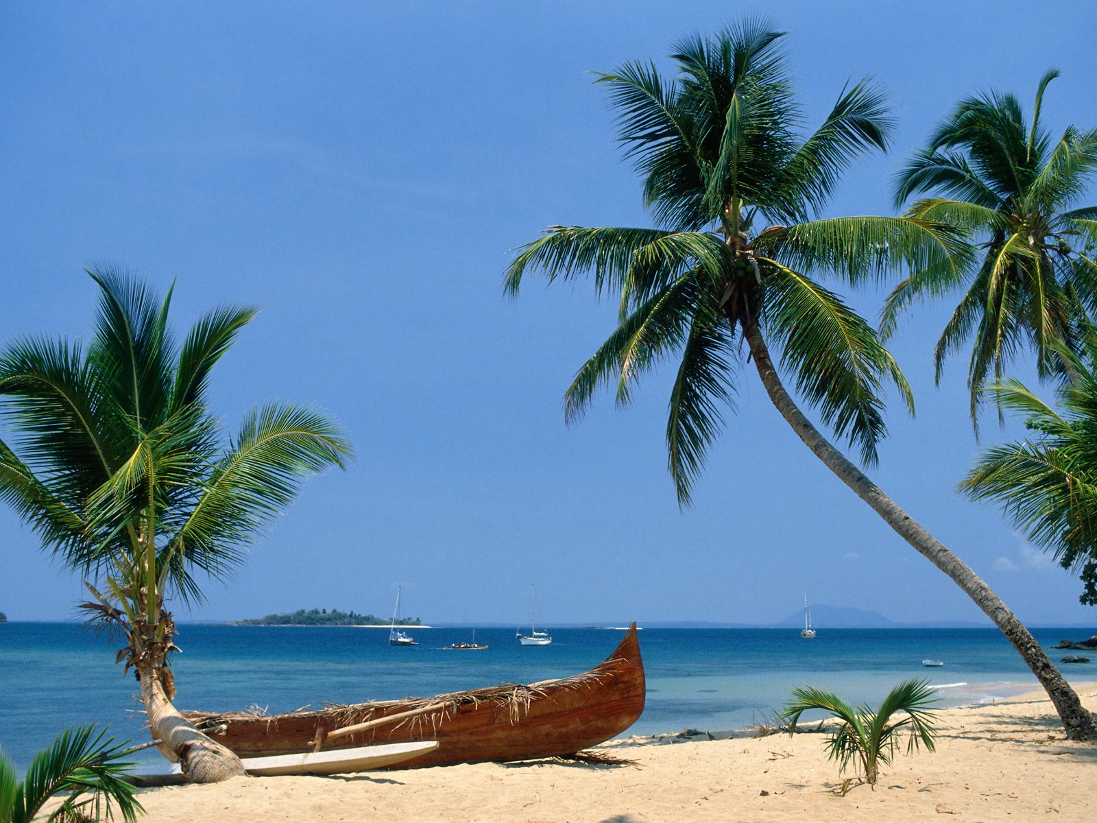 Palm tree on a beach.