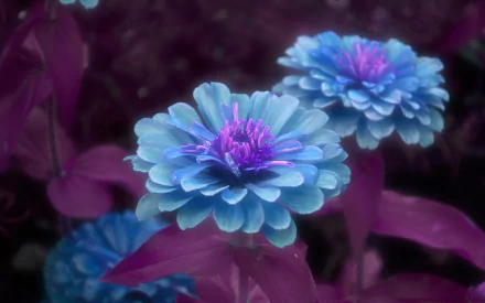 Artistic 2K Quad HD PC desktop wallpaper/background: close-up of blue flowers with layered petals and purple leaves.