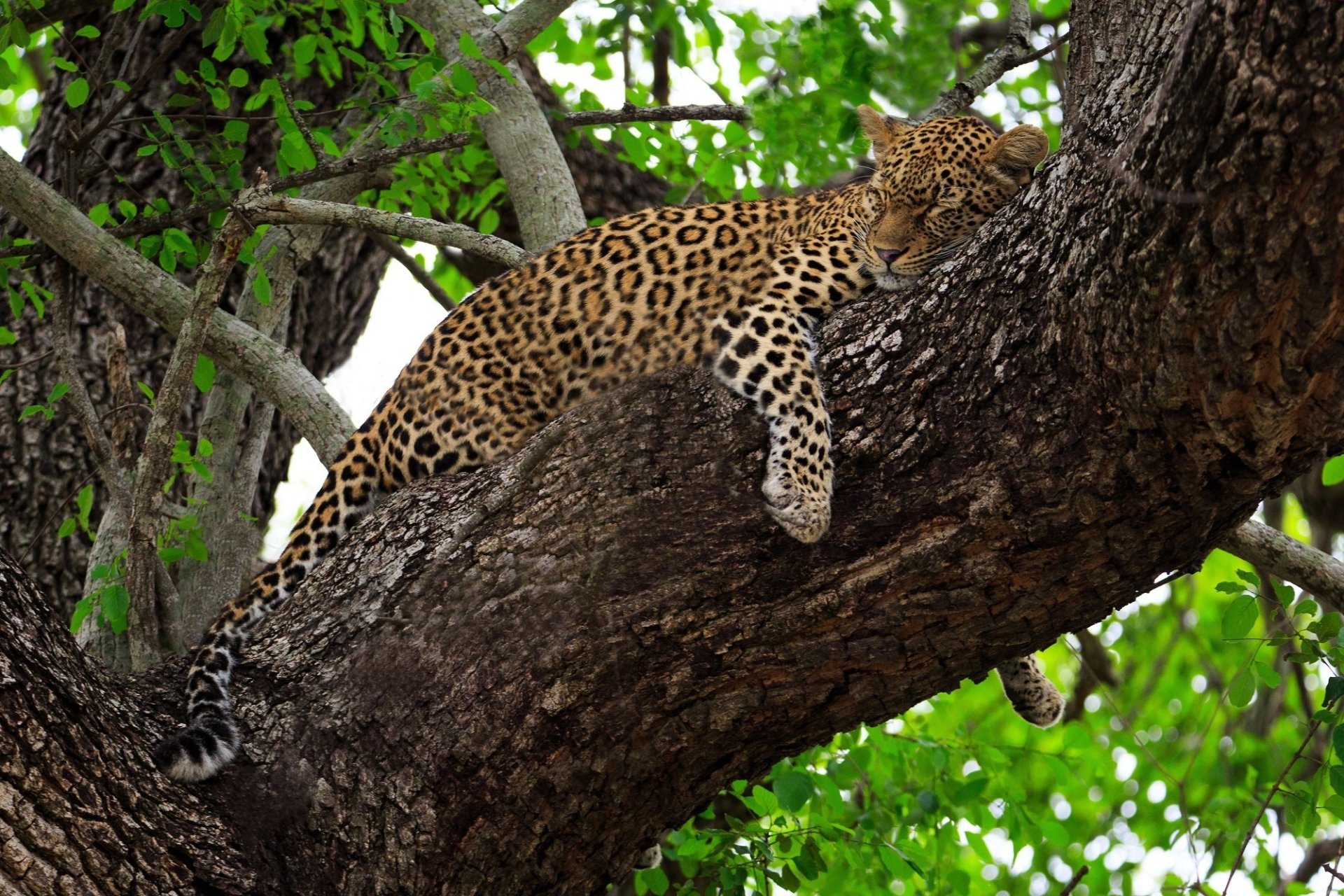 A leopard sleeping on a tree branch surrounded by green leaves, captured in high definition as a PC desktop wallpaper and background.