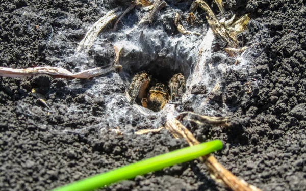 Animal spider HD Desktop Wallpaper | Background Image