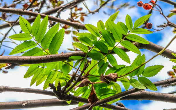 nature branch HD Desktop Wallpaper | Background Image
