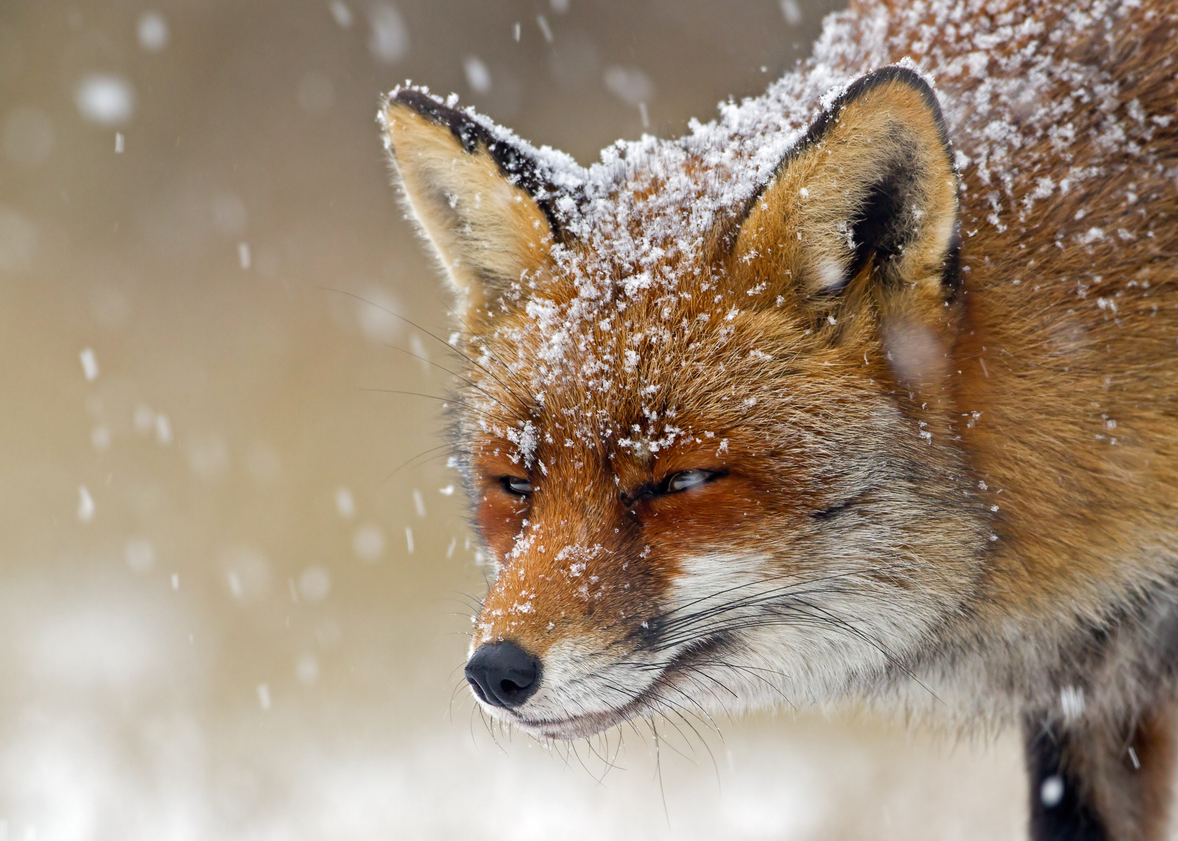Animal Fox HD Wallpaper | Background Image