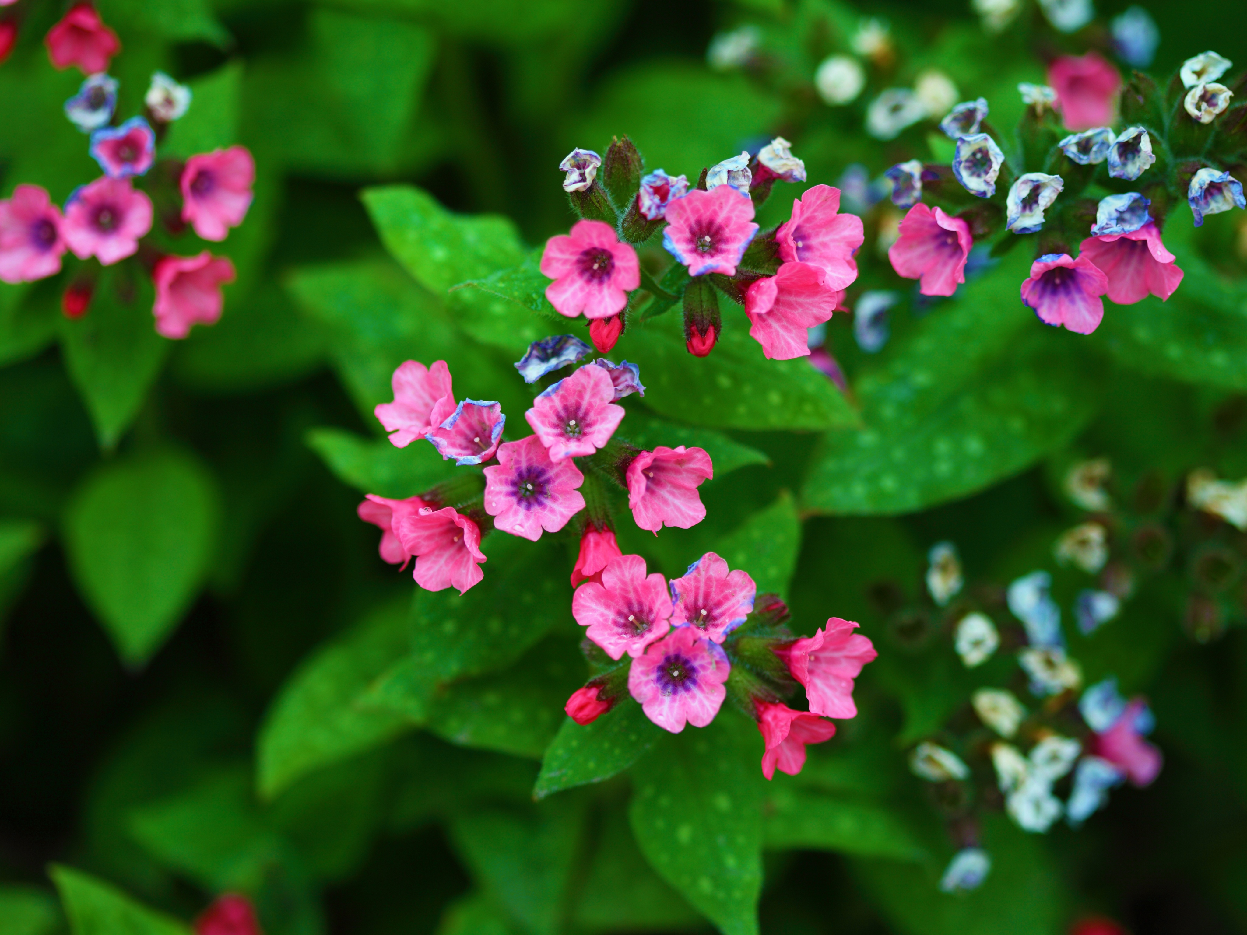 Tiny Pink and Blue Flowers 4k Ultra HD Wallpaper ...