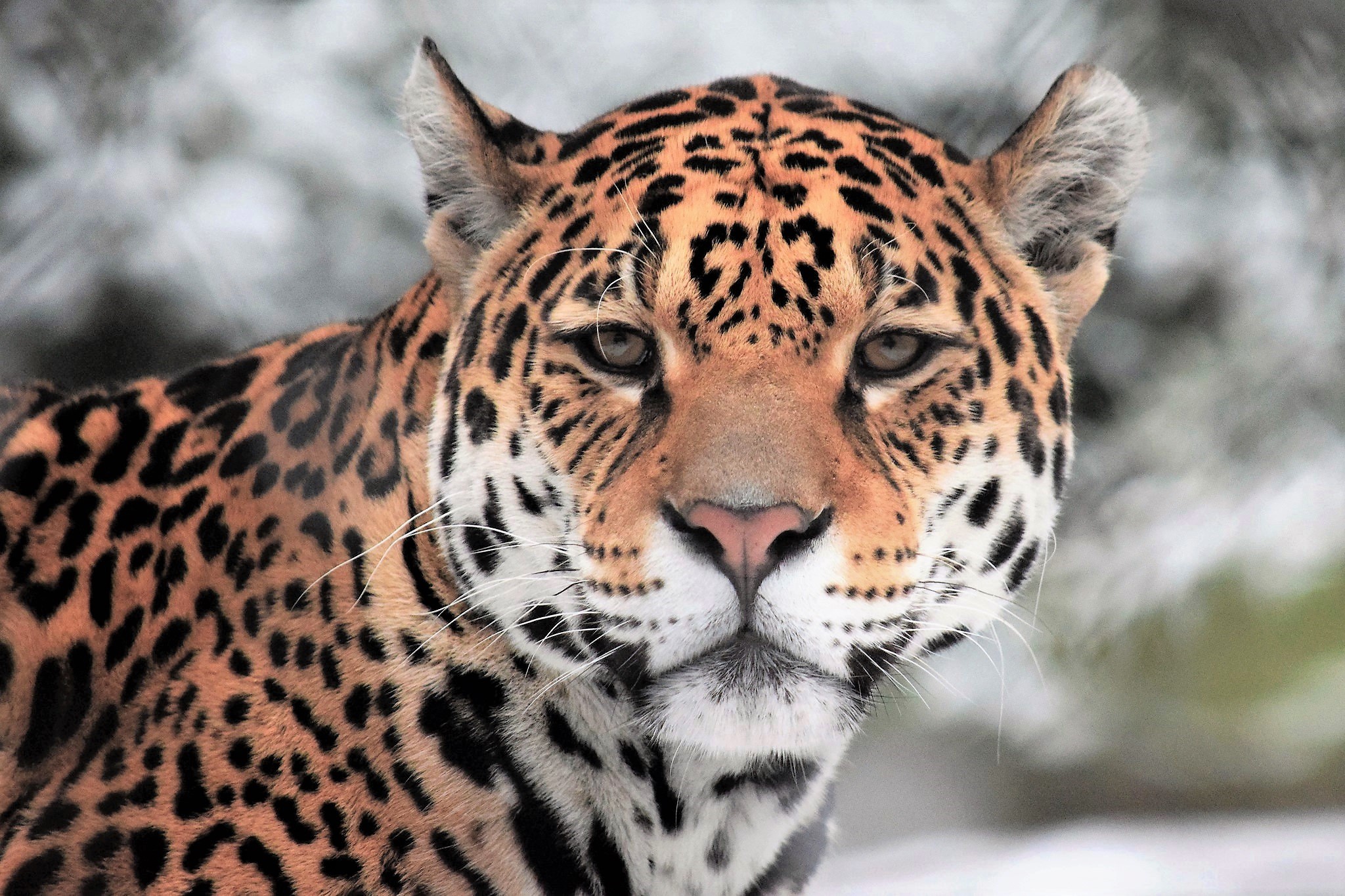 Download Face Animal Jaguar HD Wallpaper