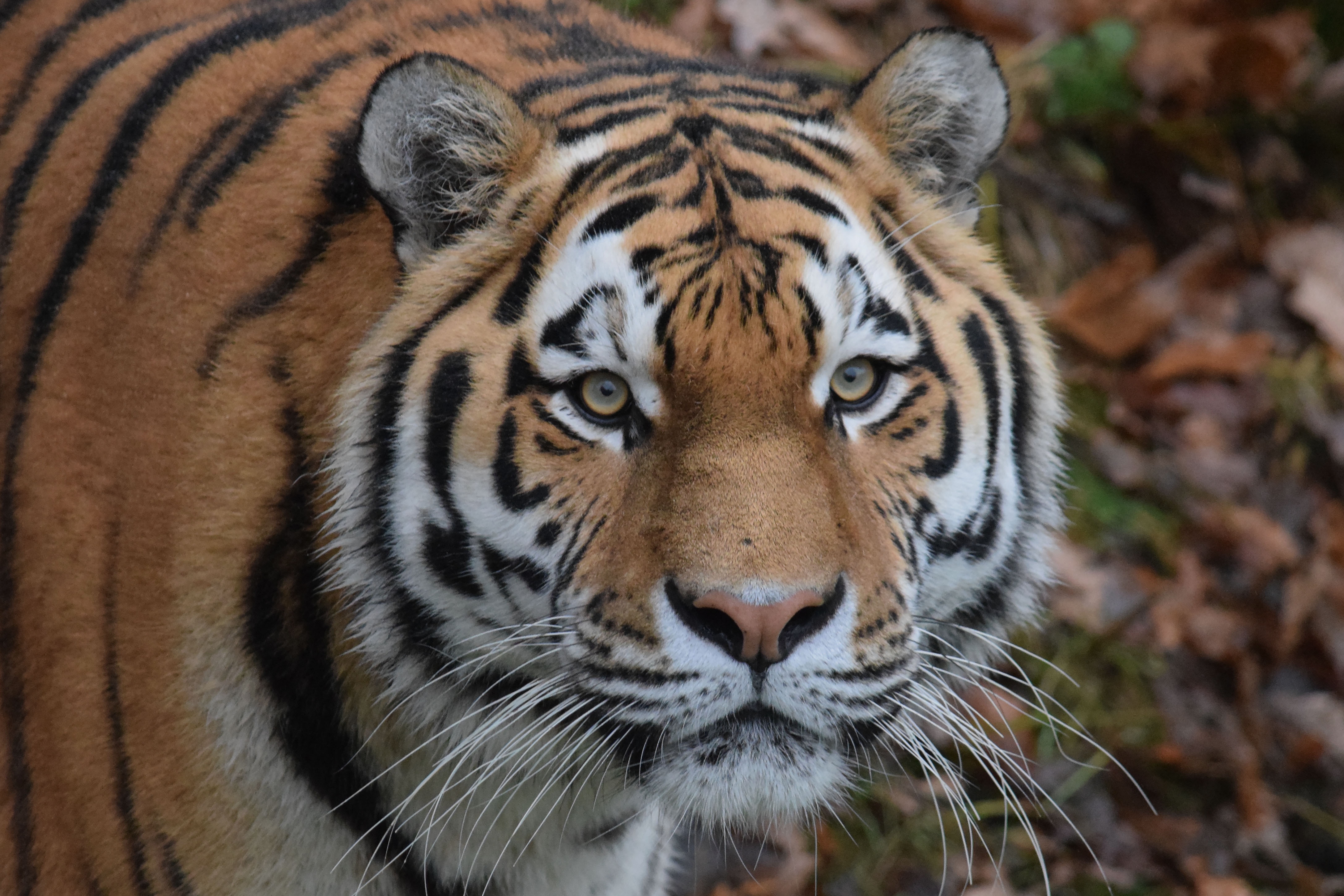 Majestic Tiger Stare: 4K Ultra HD Animal Wallpaper