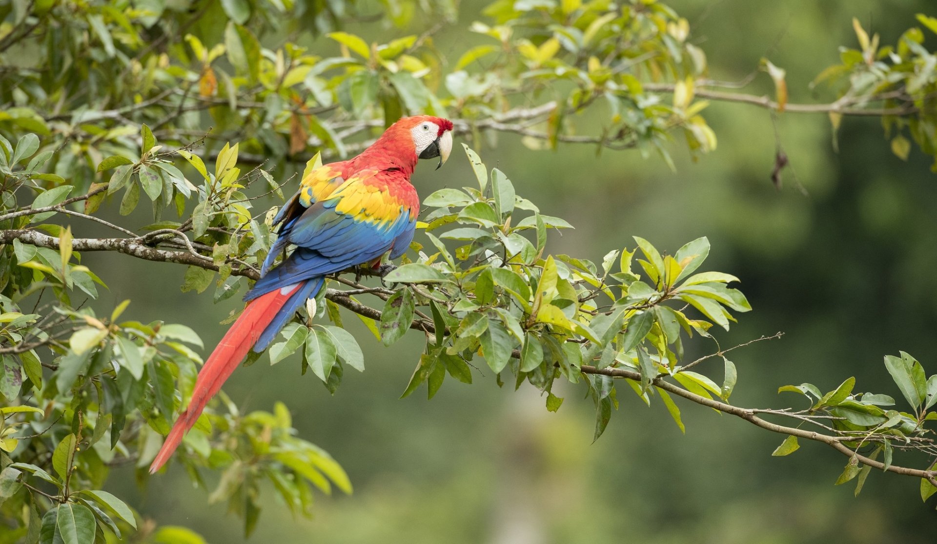 A vibrant scarlet macaw perched on a leafy branch, captured with a sharp depth of field in this HD desktop wallpaper showcasing the colorful bird in natural surroundings.