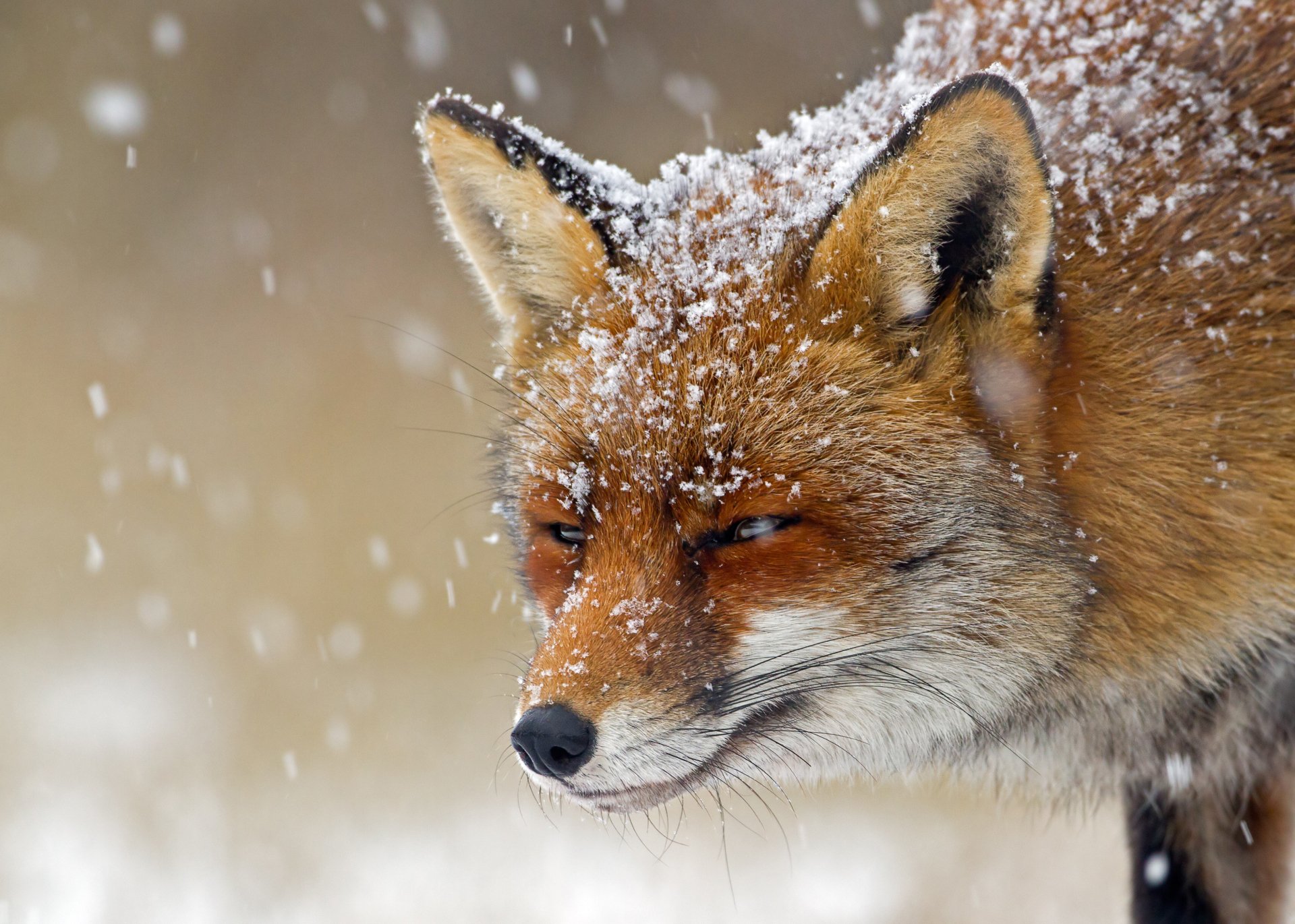 Red fox dusted with snow in falling flakes — 2K Quad HD PC desktop wallpaper/background capturing crisp winter fur and soft snowfall.