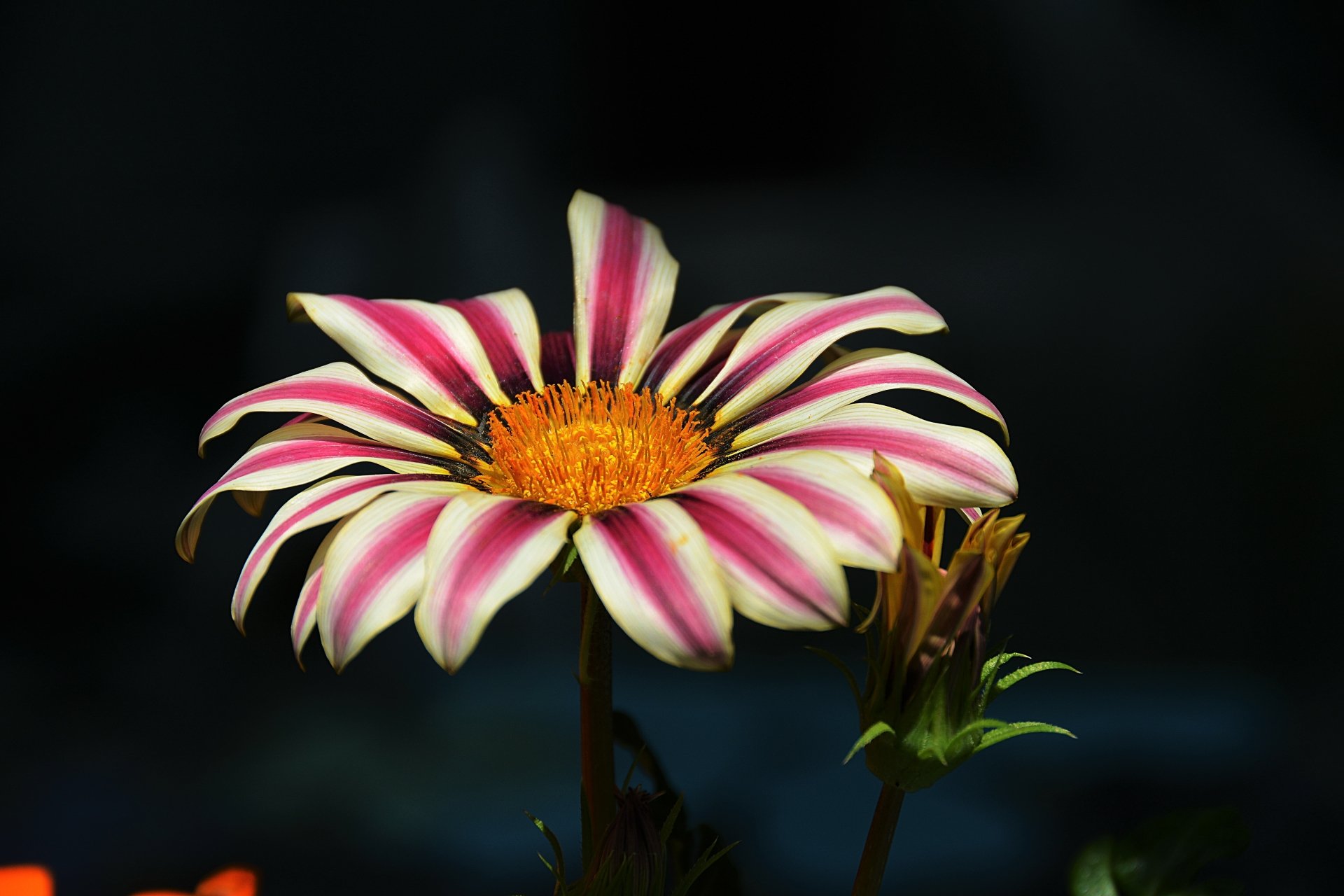 Pink-and-white striped gazania flower with a bright orange center on a dark backdrop — 5K Ultra HD nature PC desktop wallpaper and background.