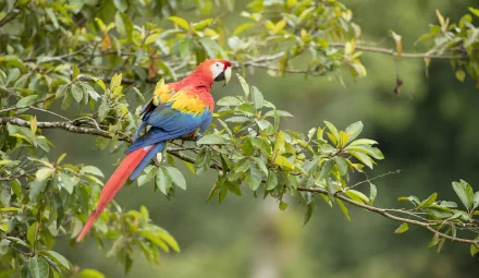 depth of field branch bird macaw Animal scarlet macaw HD Desktop Wallpaper | Background Image