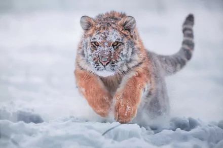 A baby Siberian tiger runs through the snowy winter landscape. The HD wallpaper captures the majestic animal in motion, making it an inspiring and dynamic background.
