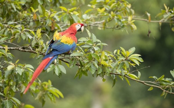Animal Scarlet Macaw Birds Parrots Macaw Bird Branch Depth Of Field HD Wallpaper | Background Image