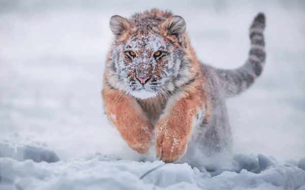 A baby Siberian tiger runs through the snowy winter landscape. The HD wallpaper captures the majestic animal in motion, making it an inspiring and dynamic background.