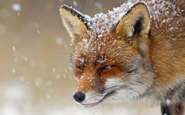 snowfall Animal fox HD Desktop Wallpaper | Background Image