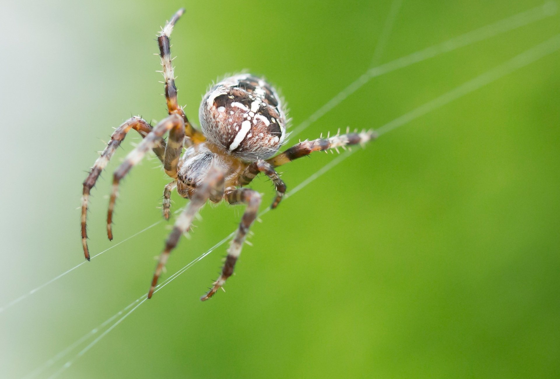 Download Spider Animal HD Wallpaper by verena-timtschenko