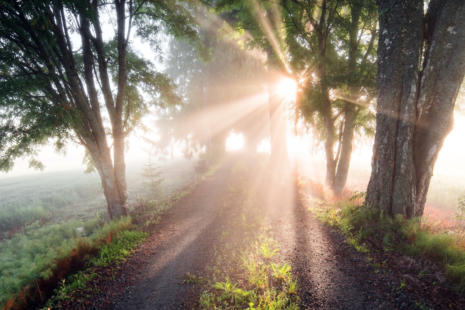 Misty morning sunbeams stream through trees onto a winding dirt road with lush grass — 2K Quad HD PC desktop wallpaper/background.