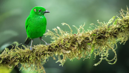 A vibrant green tanager perches on a moss-covered branch against a blurred background in this HD desktop wallpaper and background.