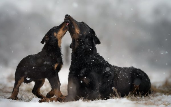 Animal Dog Dogs Baby Animal Puppy Snowfall Winter HD Wallpaper | Background Image