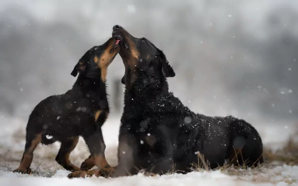 HD PC desktop wallpaper: two black dogs — a puppy (baby animal) and an adult — nuzzling in a gentle winter snowfall.