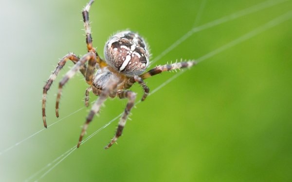 Animal Spider Spiders Arachnid HD Wallpaper | Background Image