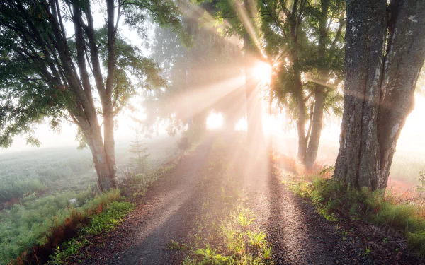 dirt road nature sunbeam HD Desktop Wallpaper | Background Image