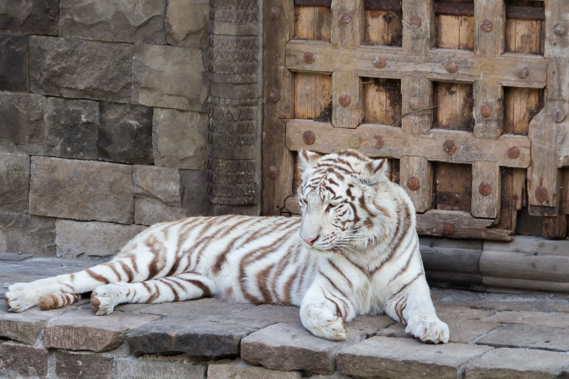 A majestic white tiger resting on stone steps in front of an ancient rustic door, captured in stunning 4K Ultra HD for a PC desktop wallpaper.