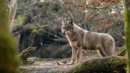 A wolf stands majestically on a fallen log, surrounded by lush greenery and distant trees. The image features a rich depth of field, showcasing its natural habitat in stunning 4K Ultra HD.