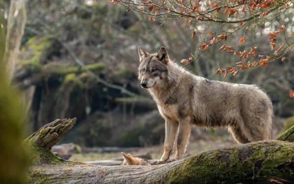 A wolf stands majestically on a fallen log, surrounded by lush greenery and distant trees. The image features a rich depth of field, showcasing its natural habitat in stunning 4K Ultra HD.
