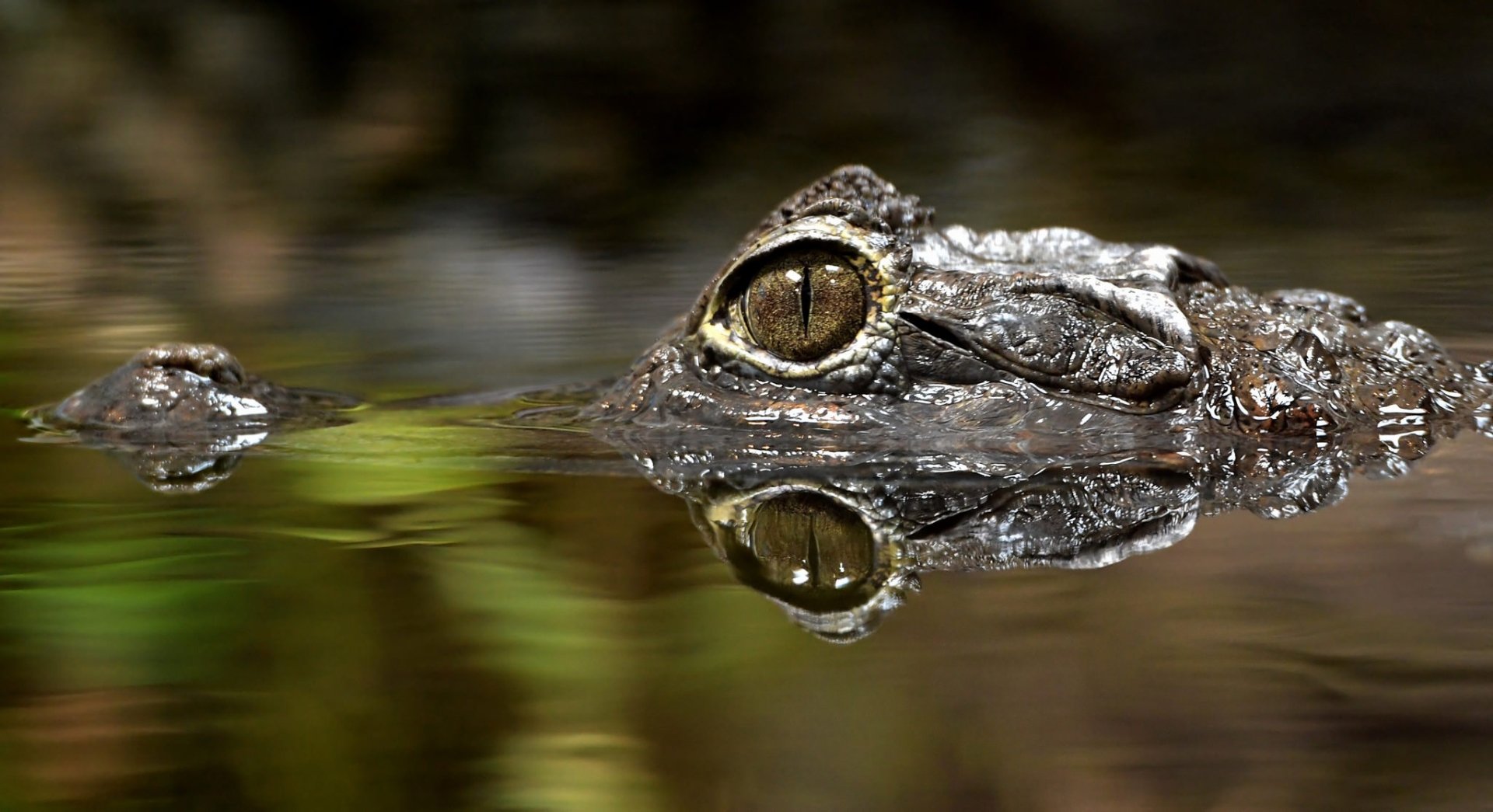Download Water Eye Reflection Animal Caiman HD Wallpaper