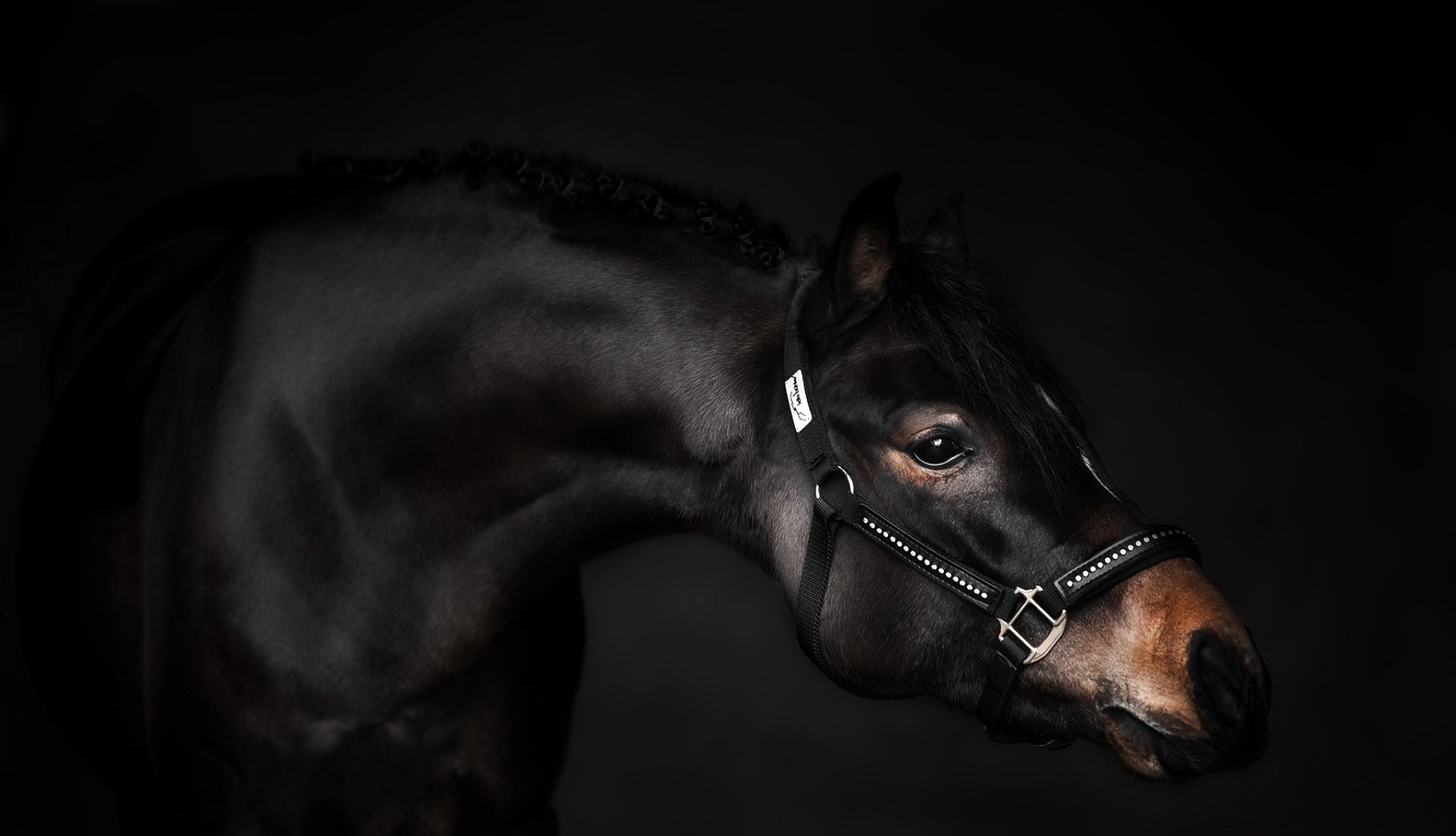 A close-up of a black horse with a halter, set against a dark background, showcasing its elegant features. This HD image serves as a striking desktop wallpaper and background.