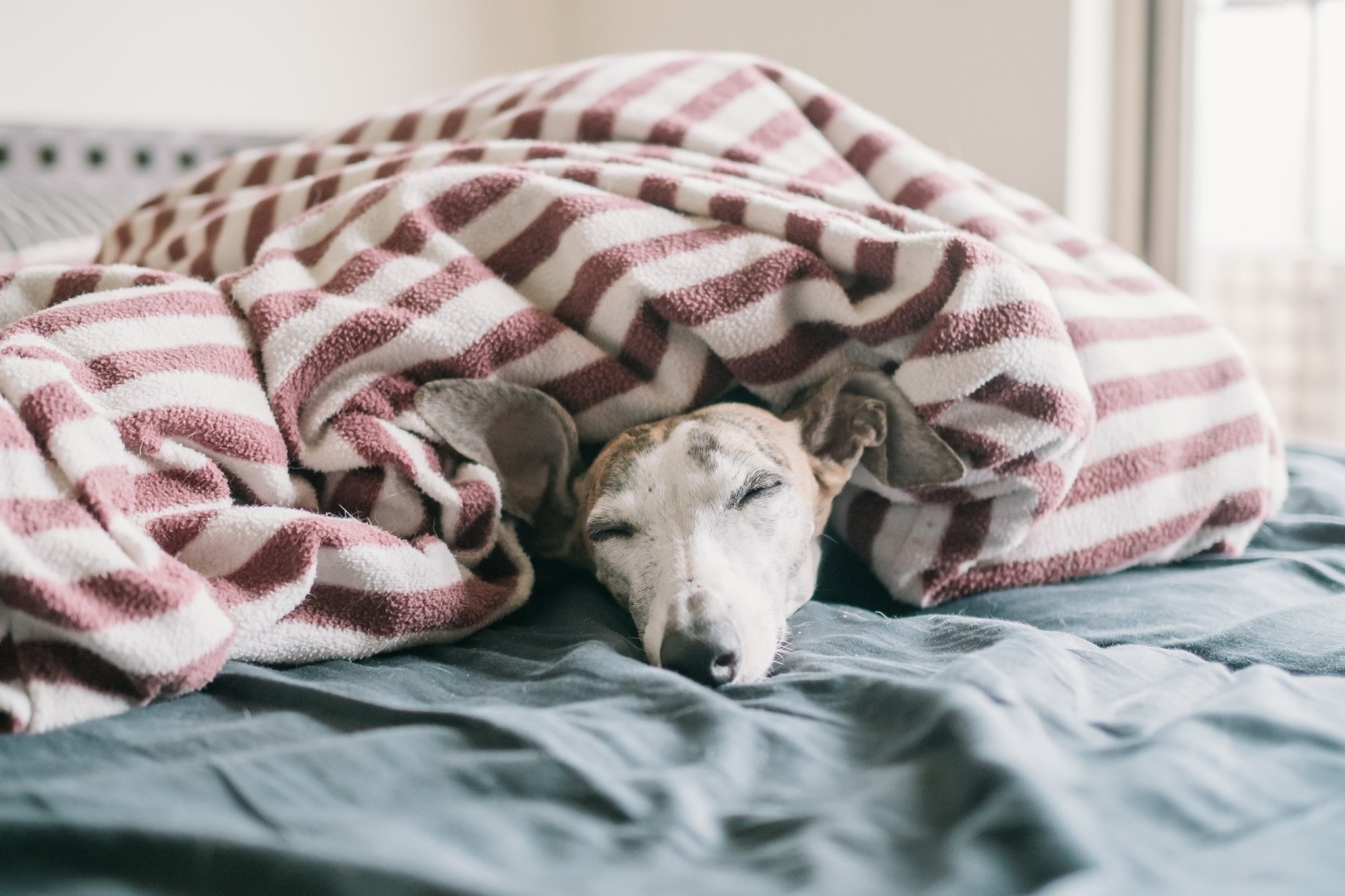 Whippet dog (animal) sleeping under a striped blanket on a bed — cozy 2K Quad HD PC desktop wallpaper/background.