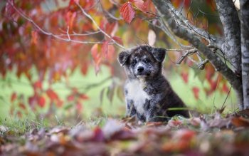 40 秋田犬高清壁纸 桌面背景