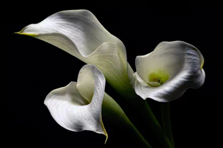 white flower flower nature calla lily HD Desktop Wallpaper | Background Image