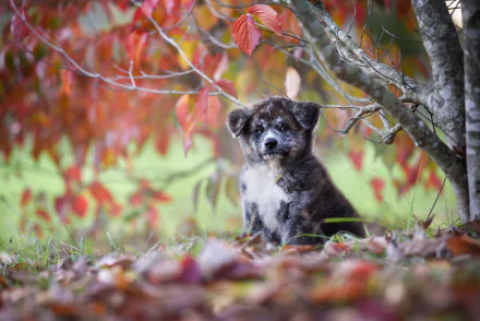 HD desktop wallpaper featuring a baby Akita puppy sitting among autumn leaves under a tree, showcasing a peaceful outdoor scene with vibrant fall colors.