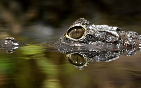 water eye reflection Animal caiman HD Desktop Wallpaper | Background Image