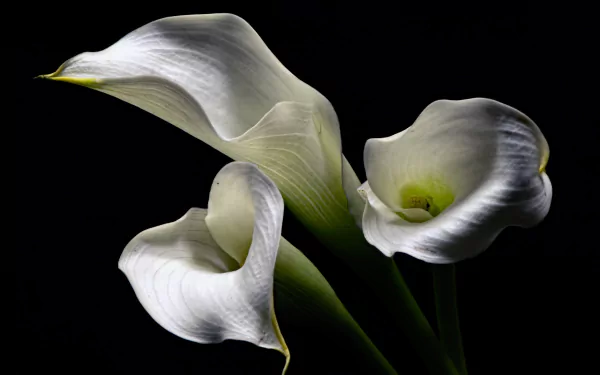 white flower flower nature calla lily HD Desktop Wallpaper | Background Image