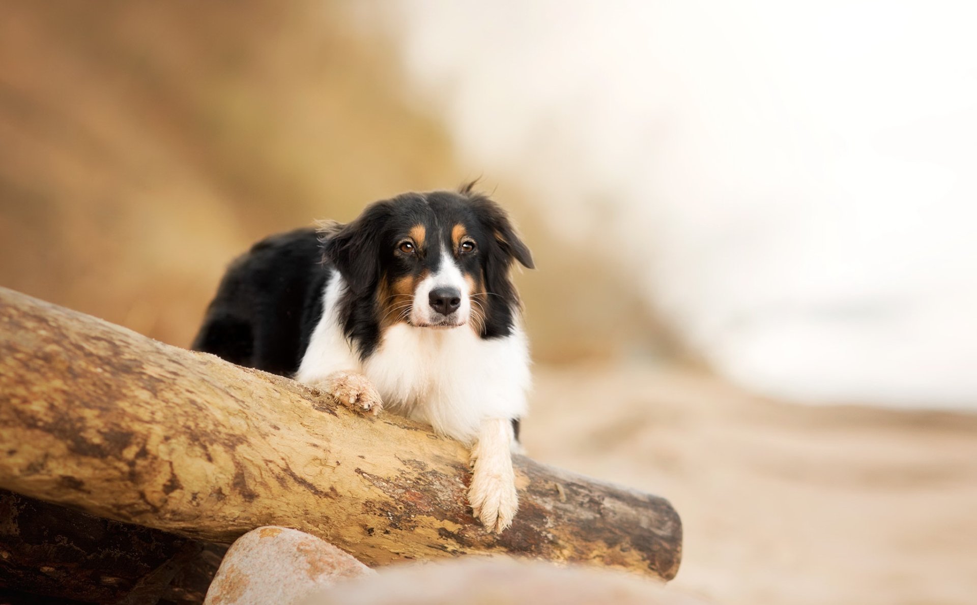 HD desktop wallpaper featuring a focused Australian Shepherd dog resting on a log with a blurred natural background, showcasing depth of field and animal beauty.