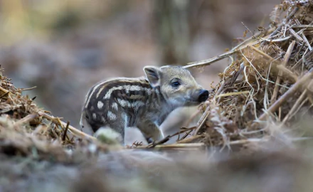A close-up HD PC desktop wallpaper of a baby boar walking through natural forest ground covered with dry leaves and twigs.