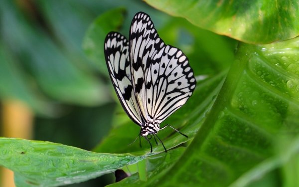 Animal Butterfly Insect Macro Leaf HD Wallpaper | Background Image
