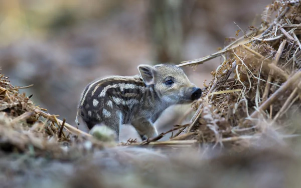 A close-up HD PC desktop wallpaper of a baby boar walking through natural forest ground covered with dry leaves and twigs.