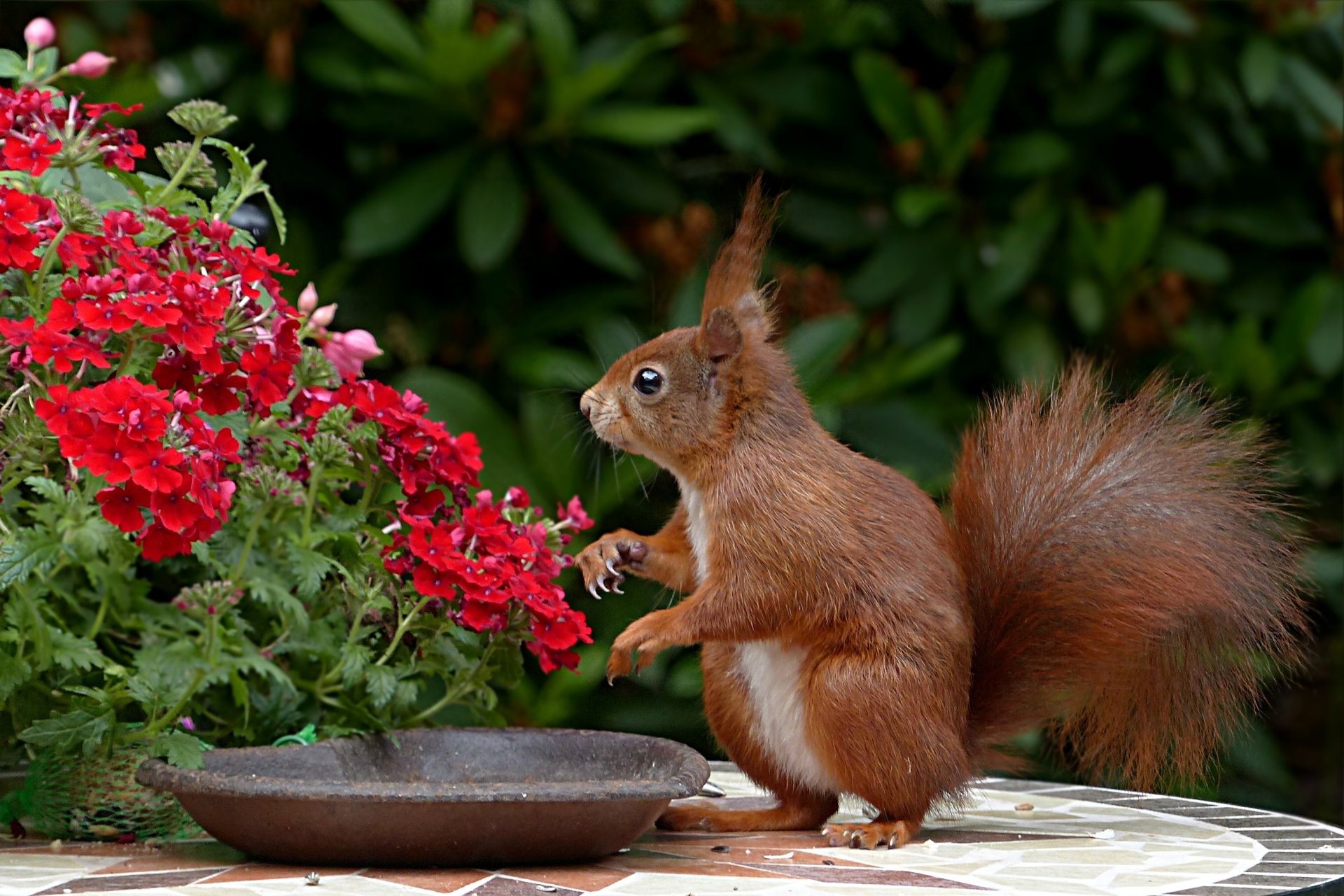 A red squirrel near a shallow bowl, surrounded by vibrant red flowers and lush green foliage, captured in high-definition as a desktop wallpaper background.
