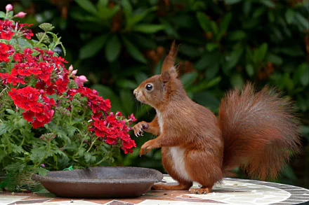 A red squirrel near a shallow bowl, surrounded by vibrant red flowers and lush green foliage, captured in high-definition as a desktop wallpaper background.