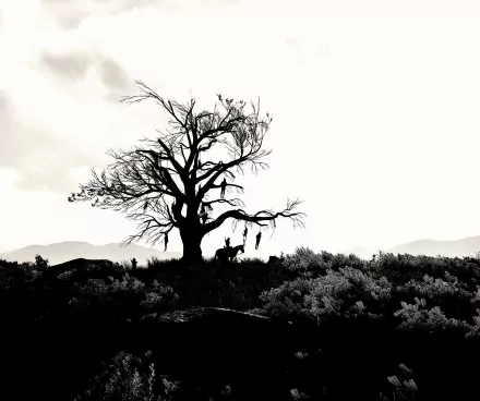 Black and white 4K Ultra HD desktop wallpaper from The Witcher 3: Wild Hunt featuring a barren tree with hanging objects against a cloudy sky.