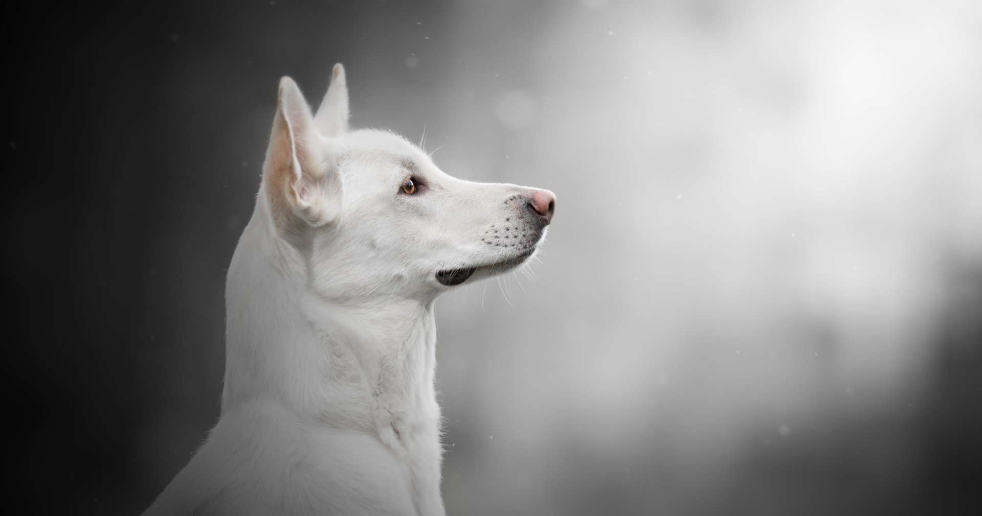 HD desktop wallpaper featuring a white Swiss Shepherd dog in profile against a soft, blurred gray background.