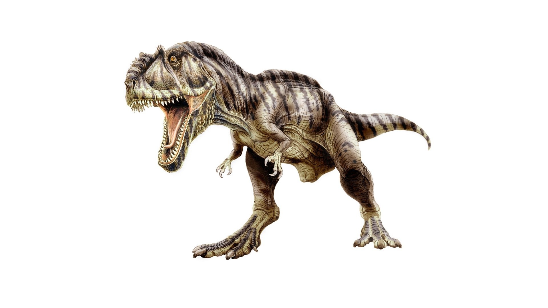 HD PC desktop wallpaper featuring a detailed, roaring Tyrannosaurus Rex dinosaur against a white background.