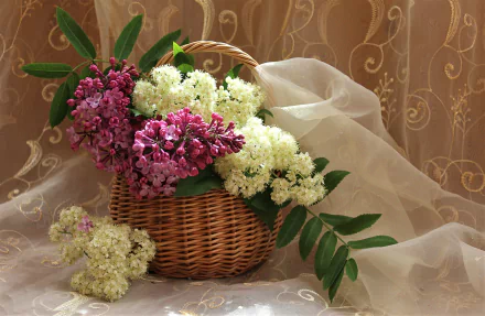 A wicker basket filled with pink and white lilac flowers, resting on a sheer curtain with green leaves, captured in vibrant HD still life photography.