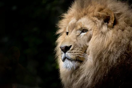 HD desktop wallpaper featuring a close-up of a majestic lion with a lush mane, set against a dark, blurred background. The lion’s expression is calm and regal.