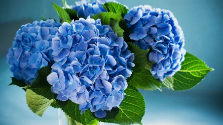 HD desktop wallpaper featuring vibrant blue hydrangea flowers with lush green leaves against a soft blue background, showcasing the beauty of nature.
