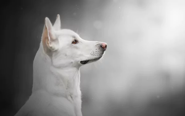 HD desktop wallpaper featuring a white Swiss Shepherd dog in profile against a soft, blurred gray background.