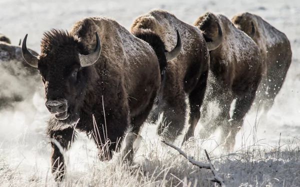 Animal american bison HD Desktop Wallpaper | Background Image